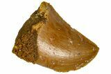 Serrated, Baby Carcharodontosaurus Tooth - Morocco #361029-1